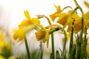 Close up, side, low angle view of daffodils against the sky. Spring background, concept.