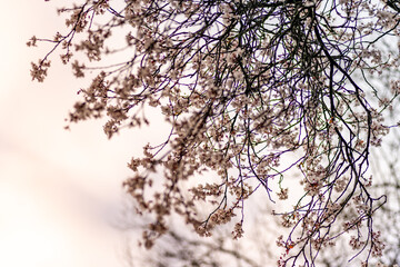 Cherry blossom on branches against the sky. Spring background.