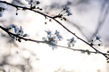 Branches of Cherry blossom with warm sunlight bokeh. Spring concept, background.