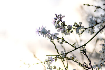 Branches of Cherry blossom with warm sunlight bokeh. Spring concept, background.