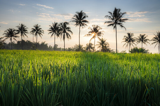 Silhouette of palm trees with paddy field as foreground of the picture