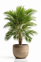 areca palm tree isolated on a white