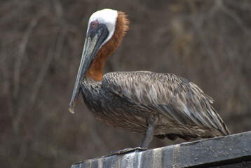 Aves,en todas nuestras ciudades y campos adornan el cielo.