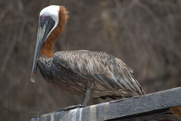 Aves,en todas nuestras ciudades y campos adornan el cielo.