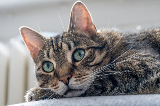 gestreifter Kater schaut aufmerksam