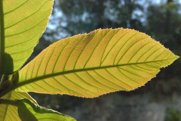 Hojas de los arboles,dan sombra hasta su fin.