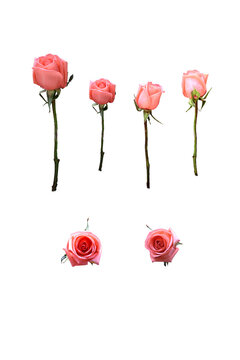 pink roses