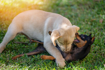 Laying and playing two dogs