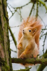 A squirrel sitting on a tree. Lesopark Stepanka, Mlada Boleslav.       
