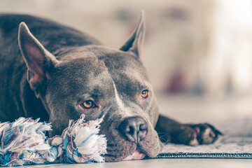 Purebred american bully dog and toy rope
