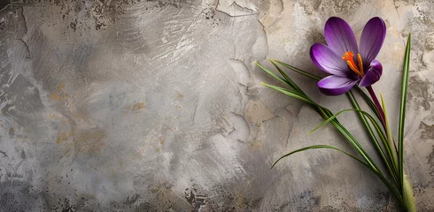Zelfklevend Fotobehang Purple crocus with green leaves on concrete wall background. Holiday card for birthday, anniversary, advertising background, banner. © Alexander
