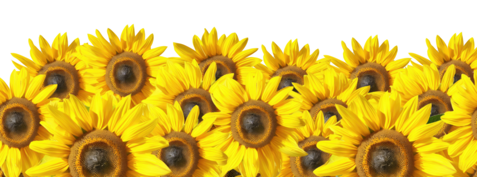 Beautiful sunflower border design, perfect for floral-themed backgrounds. Isolated on transparent or white background