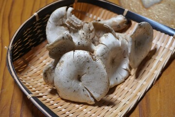 キノコ狩り　オオイチョウタケ