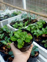 kale vegetable in pot baby and growing up een vegetable healthy care