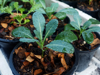 kale vegetable in pot baby and growing up een vegetable healthy care