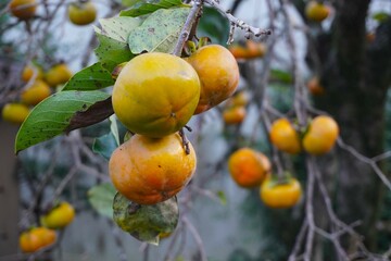 もうすぐ収穫の甘柿