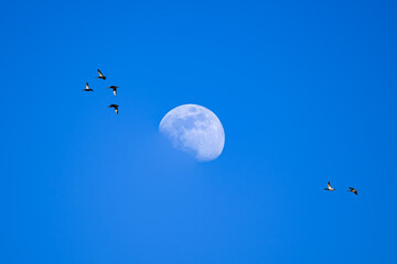A small group of Duck, not enough to be a Flock, flies what seems to be towards the Waxing Moon in Winter.    Moon, Ducks, and Blue Sky on a Warm Winter Day in Upstate NY.