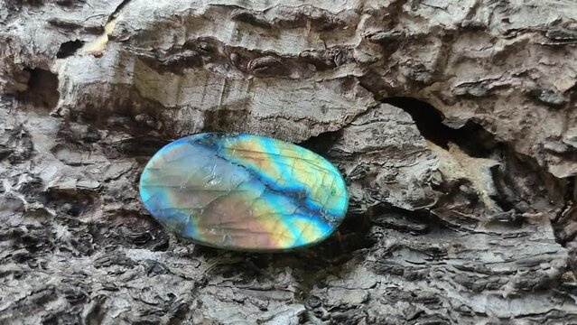 Labradorite oval shaped polished semi-precious gemstone beautiful rainbow color on bark.