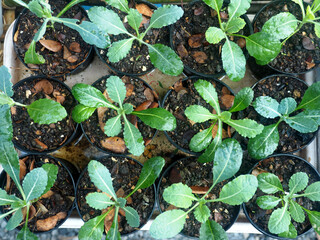 kale vegetable in pot baby and growing up een vegetable healthy care