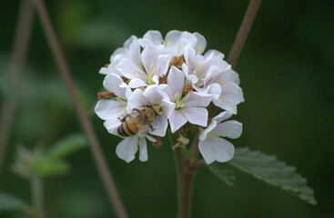 Flores en los jardines,en las casas nos regalan sus aromas y colores.