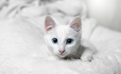 Adorable white cat with blue eyes.