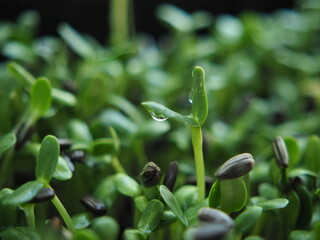 sunflower sprouts growing in pot green food and salad mix good vegetable high vitamin and healthy