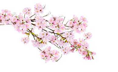 Fresh bright pink cherry blossom flowers on a tree branch in spring, sakura springtime season, isolated against a transparent background.	