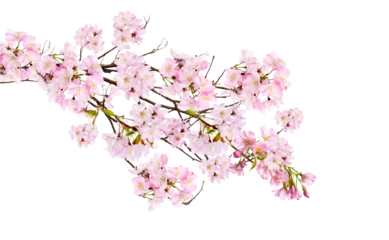 Fotobehang Fresh bright pink cherry blossom flowers on a tree branch in spring, sakura springtime season, isolated against a transparent background.  © Duncan Andison