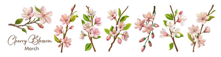 Fotobehang Cherry Blossom, Sakura branch, March Birth month flower colorful vector illustrations set on transparent background. Floral Modern minimalist design for logo, tattoo, wall art, poster, packaging. © Creative_Juice_Art