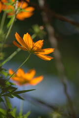 Flores en los jardines,en las casas nos regalan sus aromas y colores.