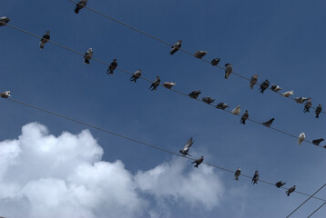 Aves,en todas nuestras ciudades y campos adornan el cielo.