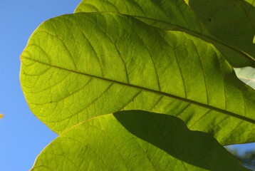 Hojas de los arboles,dan sombra hasta su fin.