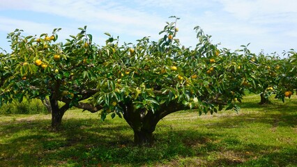 柿の果樹園　ワイド