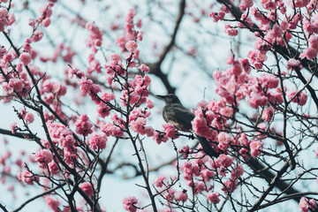 東京に咲く梅と鳥