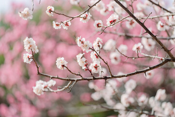 Obraz na płótnie Canvas 東京に咲く梅と鳥