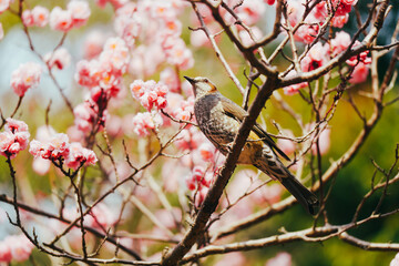 東京に咲く梅と鳥