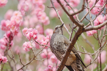 東京に咲く梅と鳥