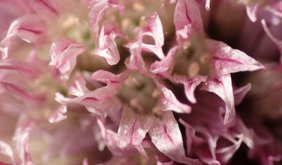 detail of garlic flower