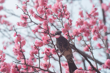東京に咲く梅と鳥