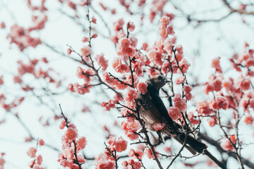 東京に咲く梅と鳥