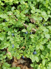 blueberries plant from czech forest