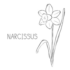 Sketch vector illustration of narcissus or daffodils flower in doodle style. Botanical medicinal herbs. A trendy rustic plant.	