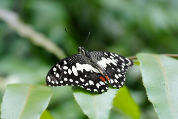 The Lime Butterfly, scientifically known as Papilio demoleus malayanus, is a subspecies of the...