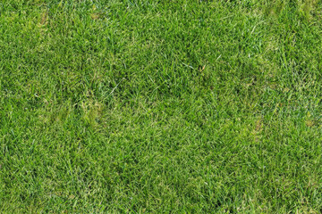 green grass background