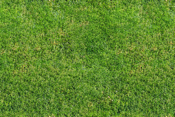 Fototapeta premium green grass field