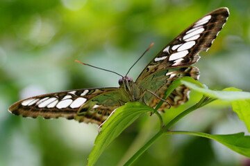 The Lime Butterfly, scientifically known as Papilio demoleus malayanus, is a subspecies of the Common Lime Butterfly (Papilio demoleus), which belongs to the family Papilionidae.|花鳳蝶