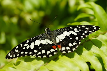 The Lime Butterfly, scientifically known as Papilio demoleus malayanus, is a subspecies of the...
