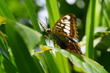  Parthenos sylvia, commonly known as the Clipper butterfly, is a species of butterfly belonging to the family Nymphalidae. |麗蛺蝶