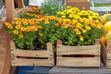 Fototapeta na wymiar Yellow flowers in wooden crates outside in a garden in countryside
