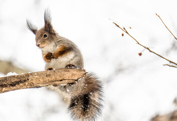 A squirrel sits on a tree branch on a winter day in close-up.